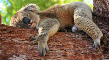 коала спит 22 часа в сутки